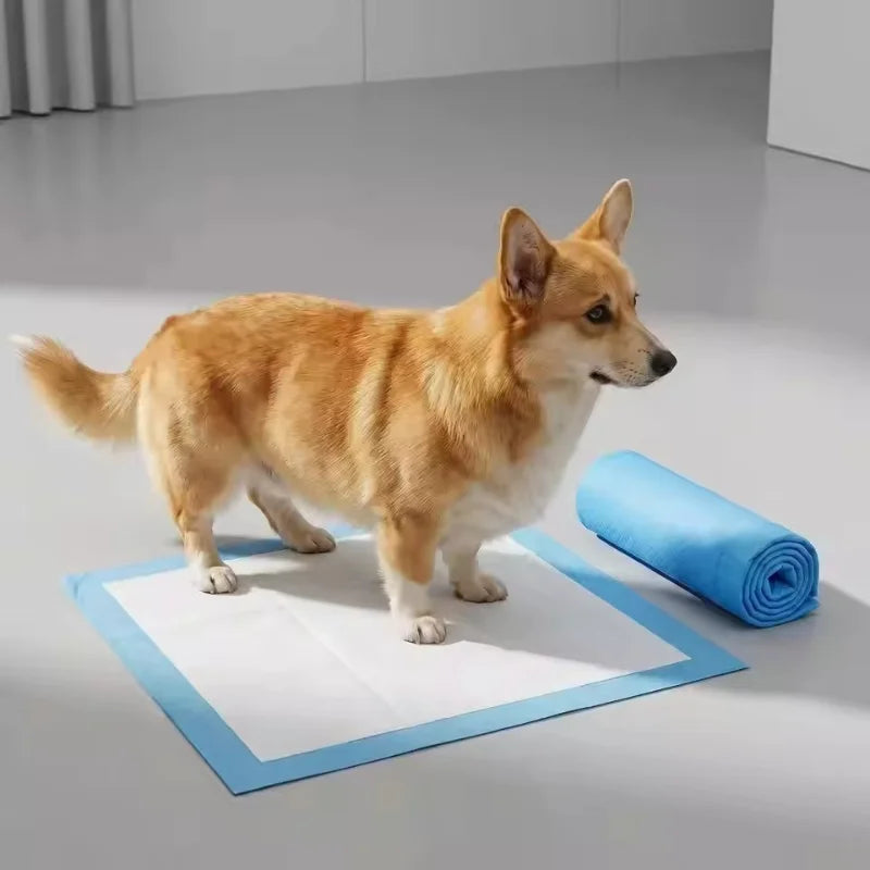 Corgi standing on an unfolded puppy pad on a grey floor, with a rolled-up blue pad lying next to it